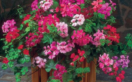 Hänge-Geranien für den Balkon bekommen prächtige Blüten den ganzen Sommer über