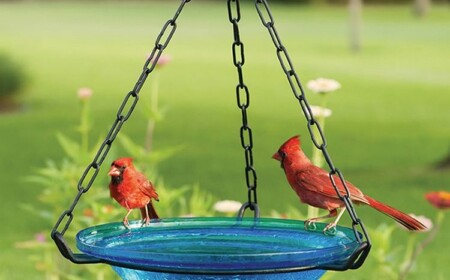 Hängende Glas-Vogeltränke für Ihre Terrasse