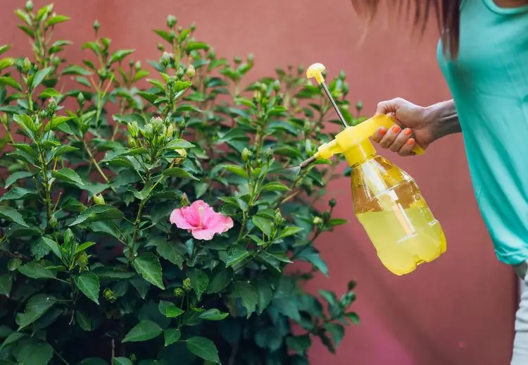 Hausmittel gegen Blattläuse Milch in eine Sprühflasche füllen und mit Wasser verdünnen