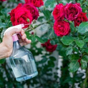 Hausmittel gegen Mehltau an Rosen - Ohne Chemie Pilzkrankheit bekämpfen