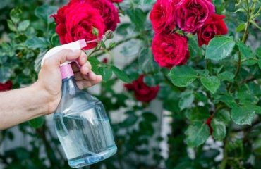 Hausmittel gegen Mehltau an Rosen - Ohne Chemie Pilzkrankheit bekämpfen