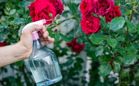 Hausmittel gegen Mehltau an Rosen - Ohne Chemie Pilzkrankheit bekämpfen