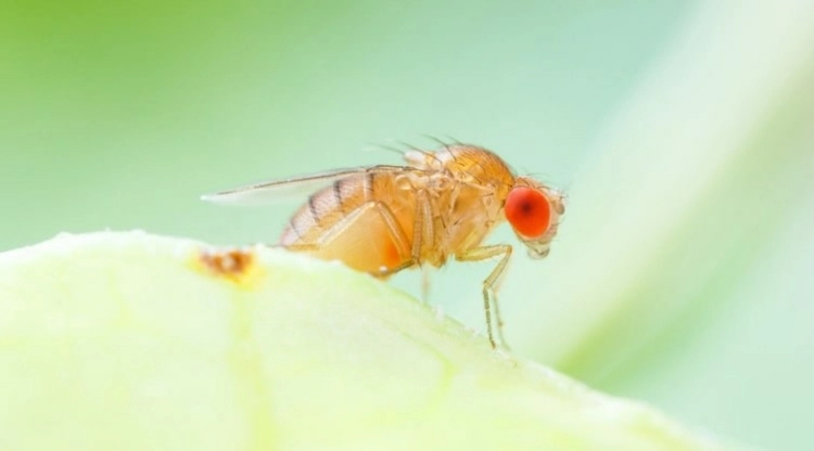 Hausmittel gegen Obstfliegen - Obschale abdecken und Essensreste sofort entsorgen