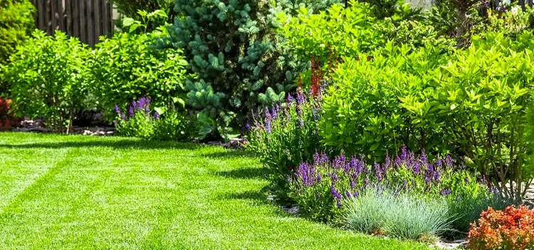 Hausmittel gegen Zecken im Garten - es gibt viele wirksame natürliche Hausmittel