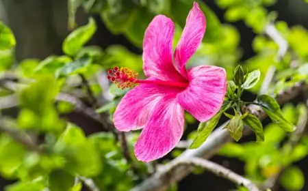 Hibiskus braucht viel Sonne, um gut zu gedeihen