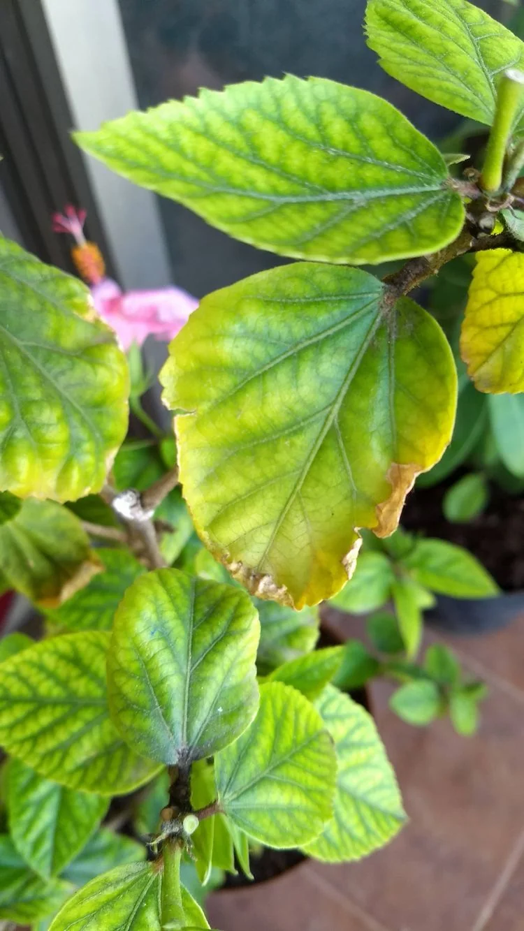 Hibiskus richtig pflegen - Blätter vergilben - Probleme