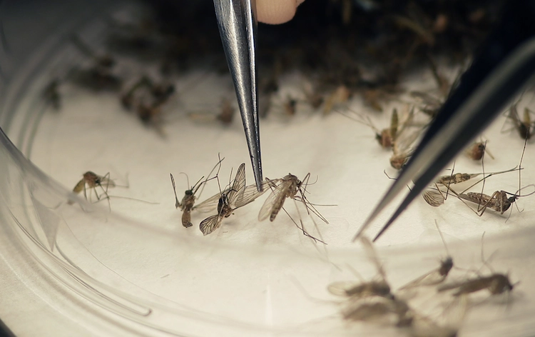 Interessierte Bürgerinnen und Bürger können gefangene Mücken einschicken