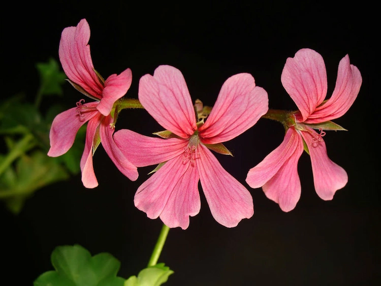 Jede Geranienblüte ist zweiseitig und hat fünf freie, spatenförmige Blütenblätter