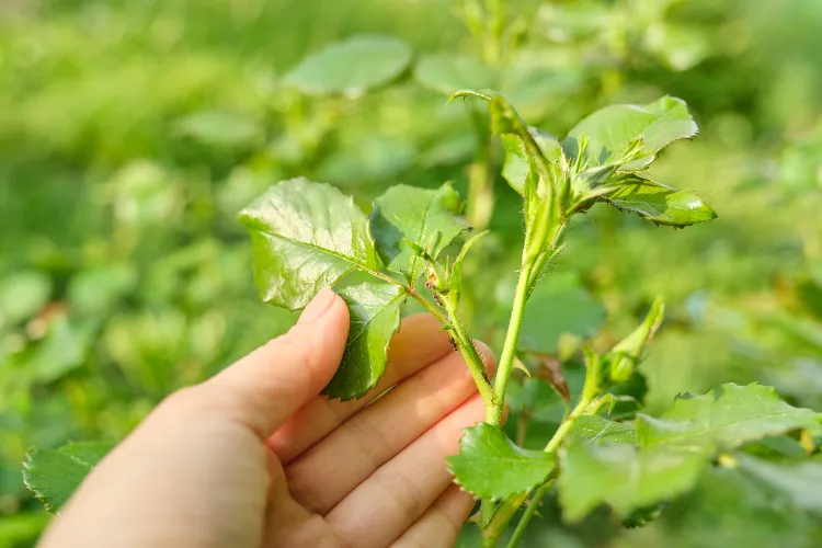 Kaffeesatz gegen Blattläuse anwenden Hausmittel gegen Schädlinge im Garten