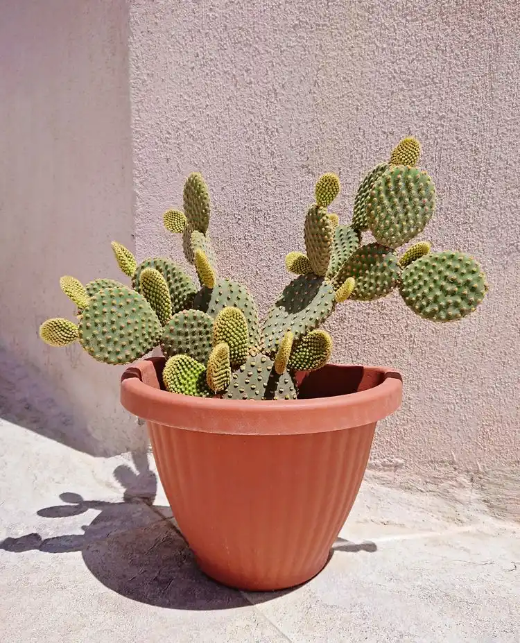Kaktus ist eine sonnenliebende Balkonpflanze