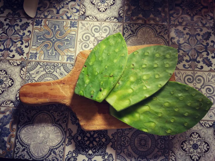 Kaktusfeige Blätter essbar Nopal Kaktus pflanzen Tipps