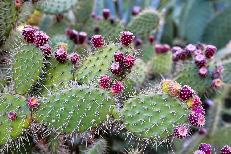 Kaktusfeige Früchte Geschmack Nopal Kaktus anbauen und pflegen