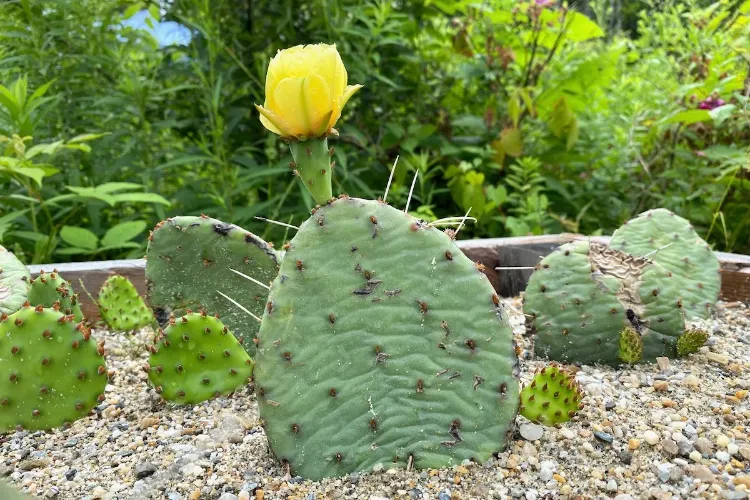 Kaktusfeige essbar Nopal Kaktus vermehren Tipps