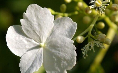 Kletterhortensien in den Garten pflanzen - Tipps zur Pflege