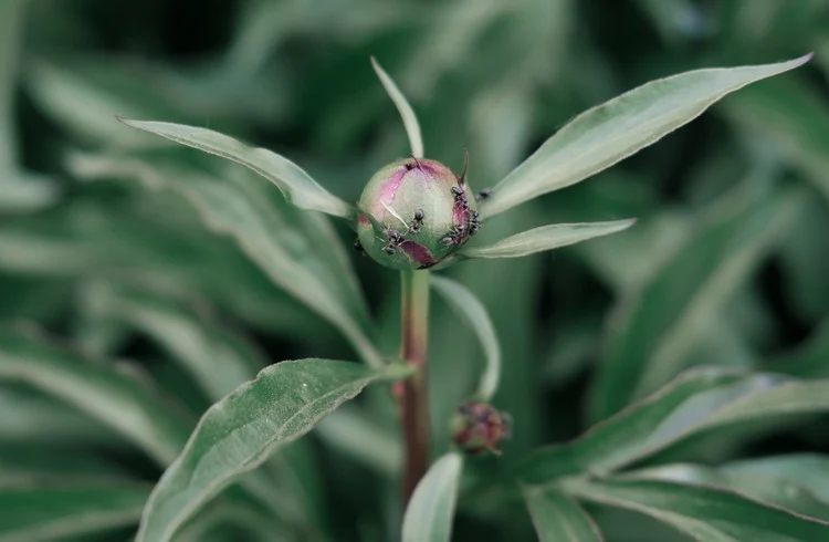 Knospe einer Paeonia später Frost kann die Blüte verhindern