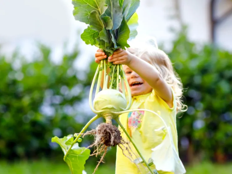 Kohlrabi pflanzen Gewächshaus pflegeleichtes Gemüse für den Garten