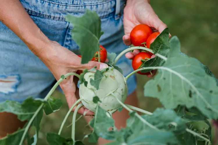 Kohlrabi pflanzen Nachbarn Gemüsegarten richtig anlegen