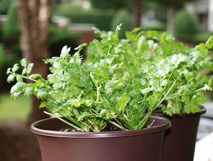 Plant the herb in May - coriander can tolerate partial shade