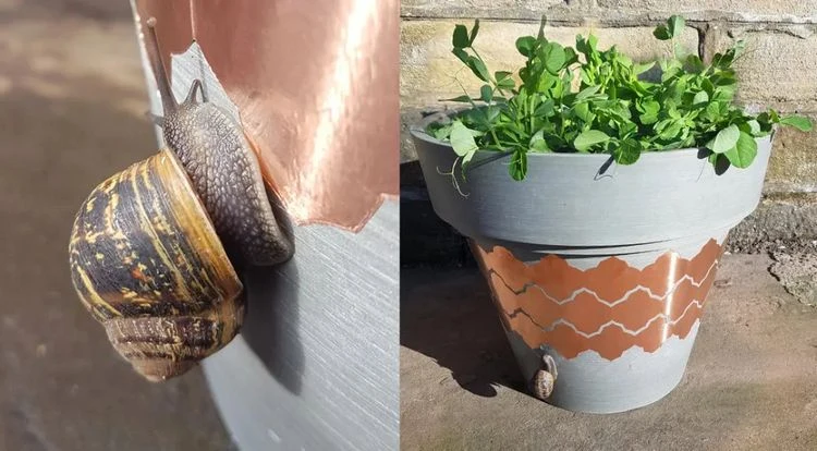 Kupferklebeband hilft gegen Schnecken im Garten