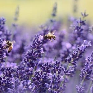 Lavendel ist eine Lieblingspflanze der Honigtragenden