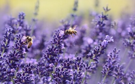 Lavendel ist eine Lieblingspflanze der Honigtragenden