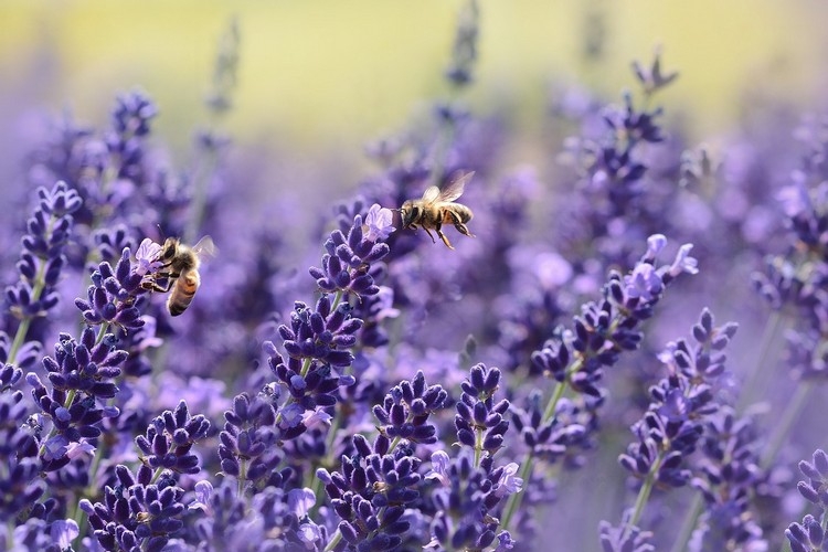 Lavendel ist eine Lieblingspflanze der Honigtragenden