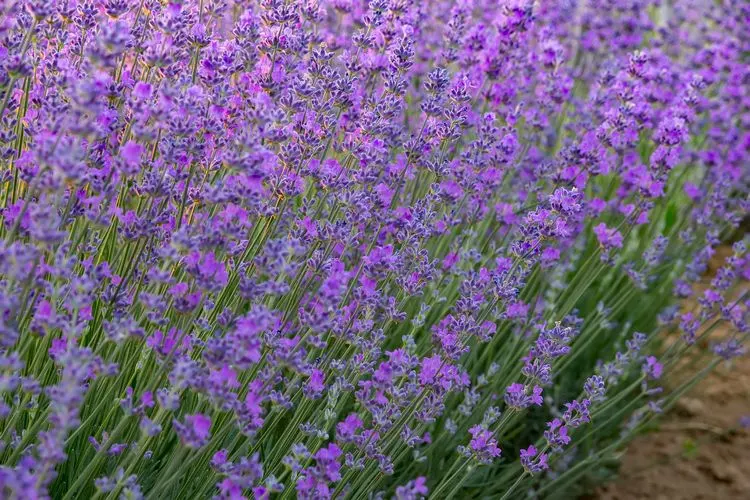Lavendel ist wunderschön und pflegeleicht