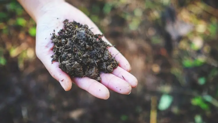 Lehmboden mit Kompost düngen nützliche Gartentipps