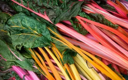 Mangold anbauen - hilfreiche Tipps