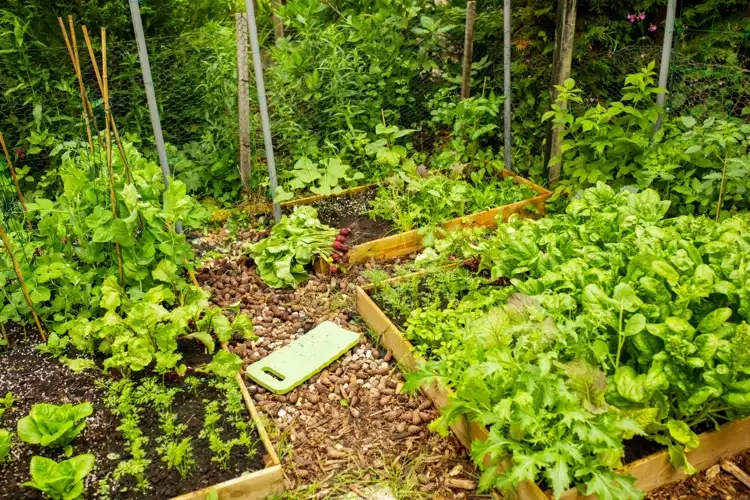 Mischkultur im Garten anbauen Vorteile