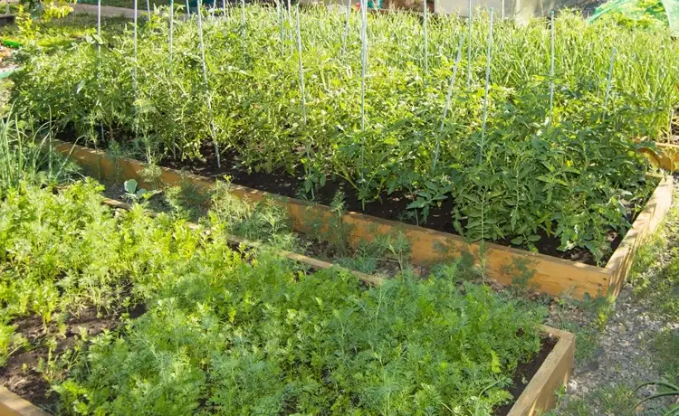 Выращивание моркови и помидоров как смешанной культуры