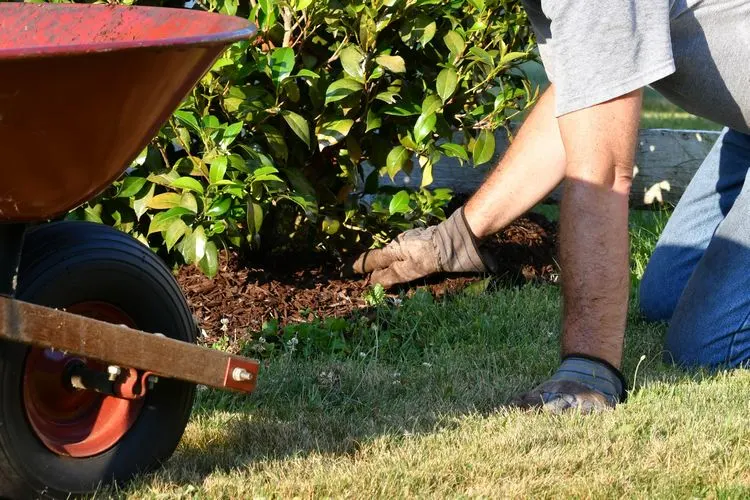 Mulch für die Pflanzen, um Bodenfeuchtigkeit zu verbessern
