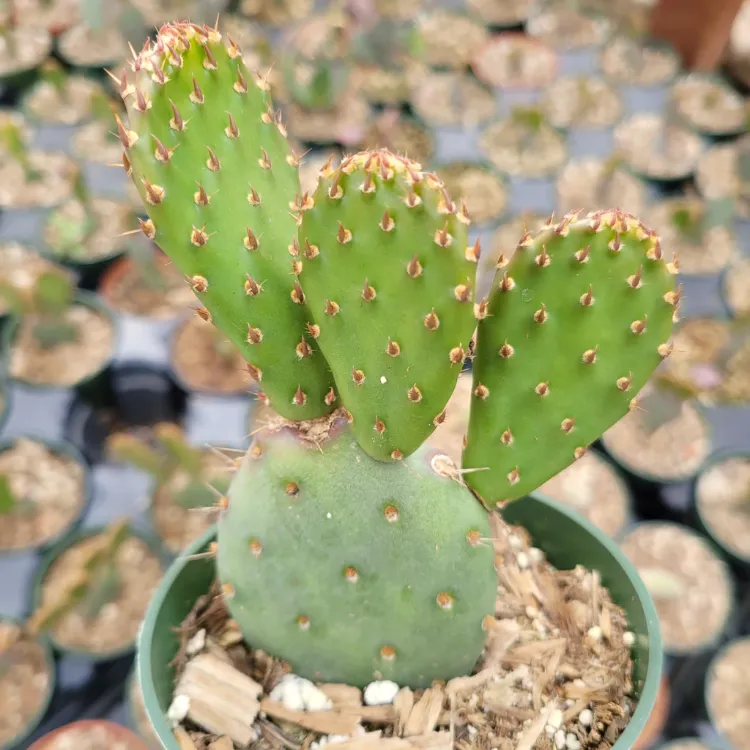 Nopal Kaktus anbauen Tipps welche Kakteen im Garten pflanzen