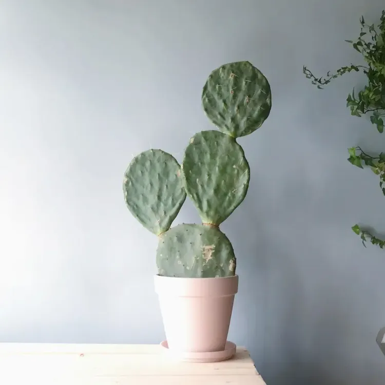 Nopal Kaktus anbauen durch Steckling Kaktusfeige überwintern