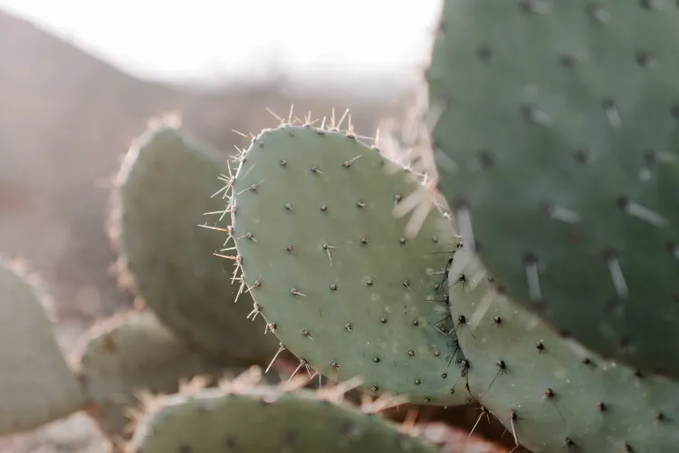 Nopal Kaktus anbauen und vermehren Kaktusfeige essen Anleitung
