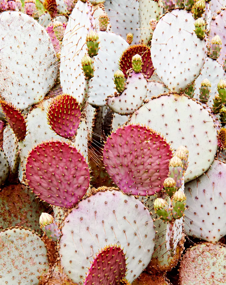 Nopal Kaktus überwintern Kaktusfeige anbauen Tipps