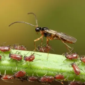Nützlinge gegen Blattläuse sind ein natürliches Mittel für Schädlingsbekämpfung