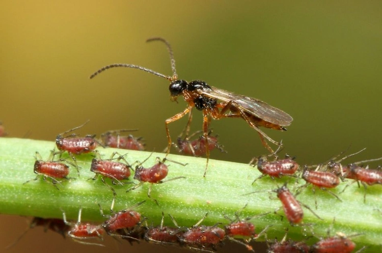 Nützlinge gegen Blattläuse sind ein natürliches Mittel für Schädlingsbekämpfung