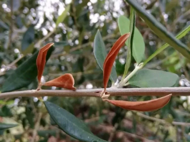 Olivenbaum braune Blätter verliert mögliche Ursachen