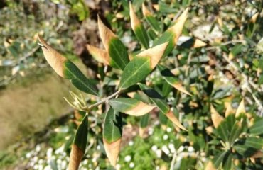 Olivenbaum hat gelbe Blattspitzen mögliche Ursachen