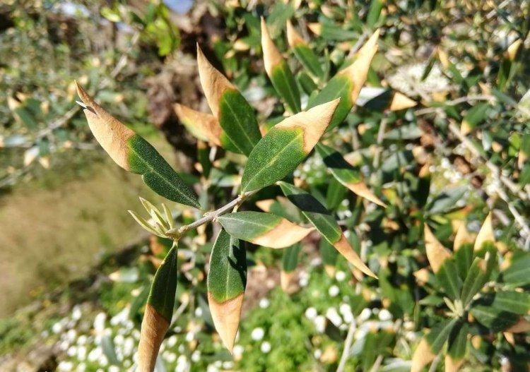 Olivenbaum hat gelbe Blattspitzen mögliche Ursachen