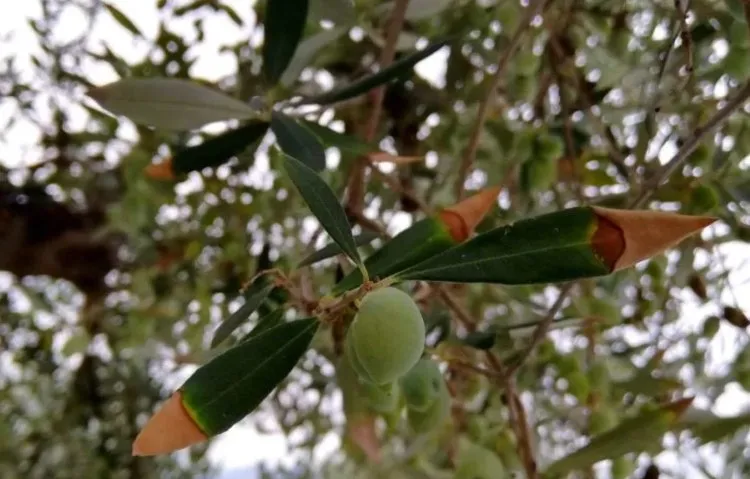 Olivenbaum mit braunen Blattspitzen falsches Gießen