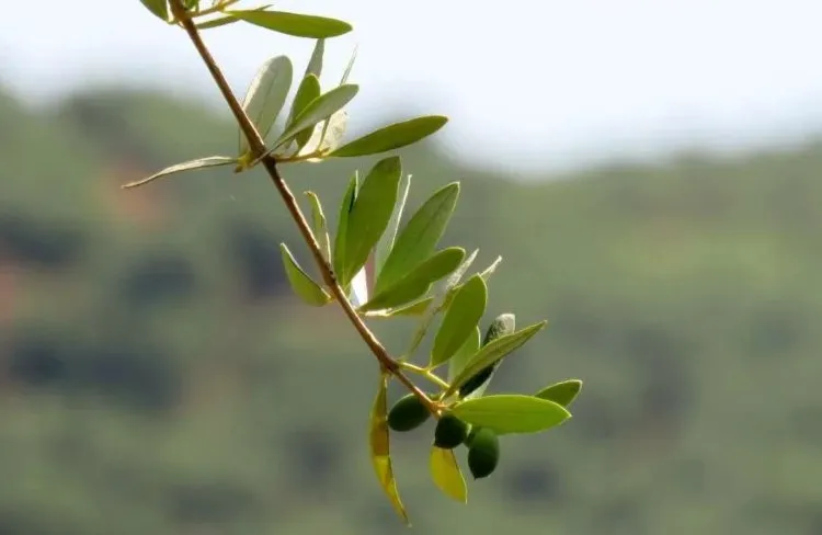 Olivenzweig gelbe Blätter und Früchte was tun