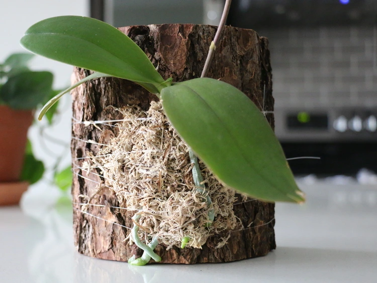 Orchidee und Moos an ein Stück Holz binden