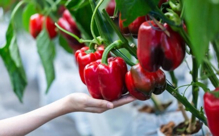 Paprika anbauen - Tipps, welche Fehler man unbedingt vermeiden sollte