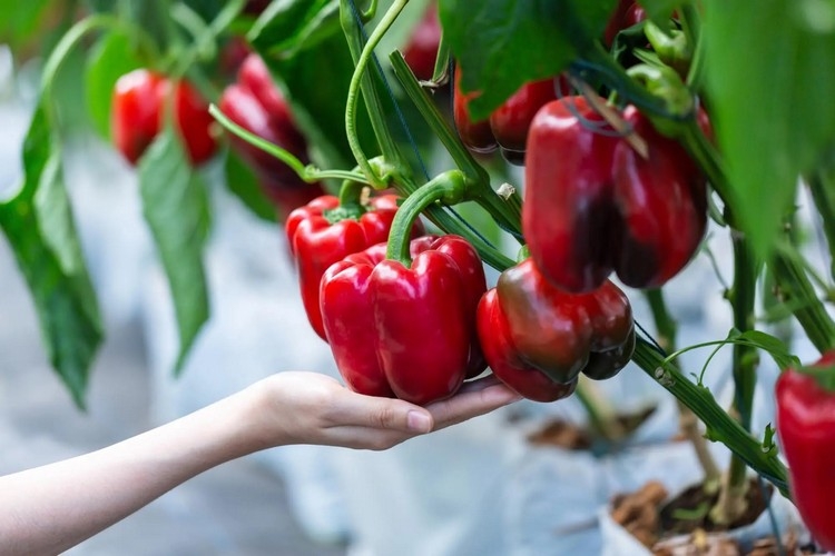 Paprika anbauen - Tipps, welche Fehler man unbedingt vermeiden sollte