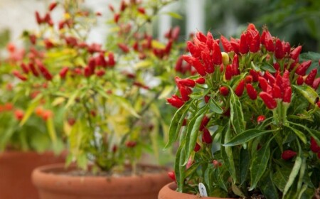 Paprika im Topf anbauen - das ist eine tolle Möglichkeit, selbst produziertes Gemüse zu ernten