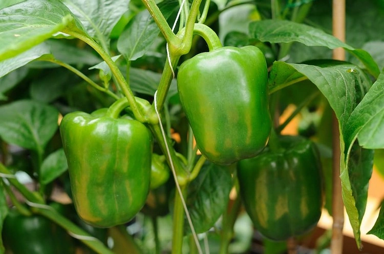 Paprika selber anbauen - Mit Geduld zu einer guten Ernte
