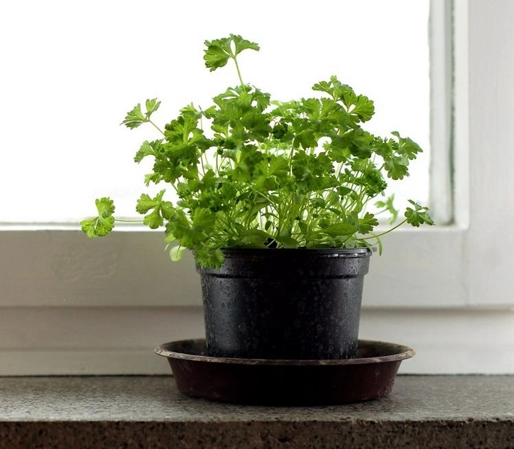 Parsley is a key ingredient in French, Italian and Middle Eastern cuisines