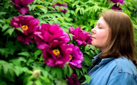 Pfingstrosen blühen nicht mögliche Ursachen und Lösungen